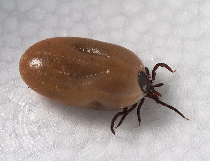A tick engorged with blood