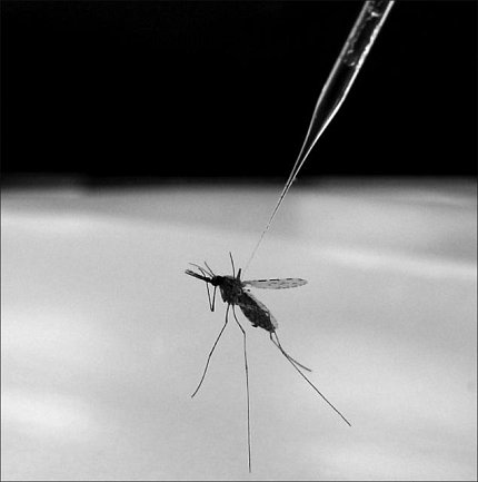 Image of mosquito