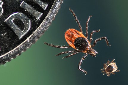 An adult and nymphal tick next to a coin