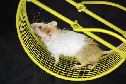 Mouse on a hamster wheel