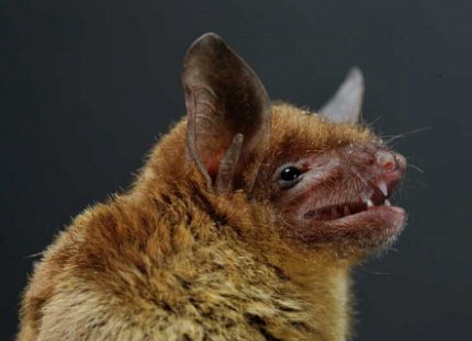 Horseshoe bat