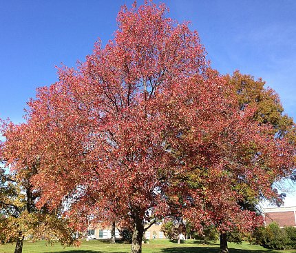 American sweetgum tree, in autumn