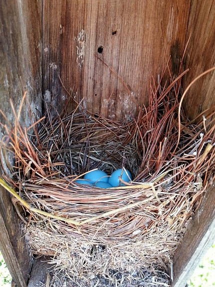 Four bluebird eggs in a nest
