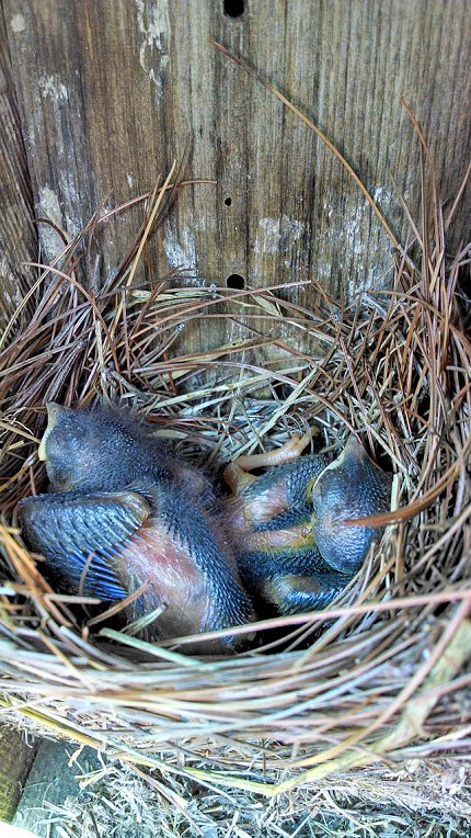 Two baby bluebirds sit in a nesting box