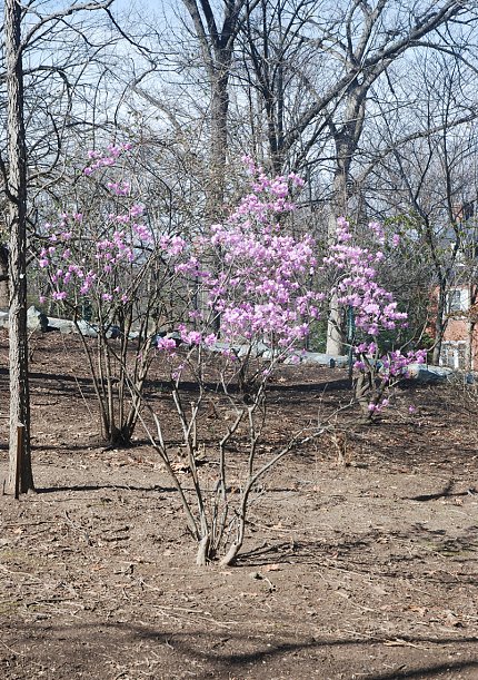 An azalea in in full bloom.