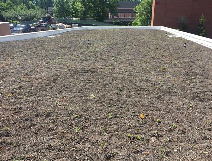 The green roof atop the Northwest Child Care Center just getting underway.