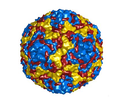 The enterovirus looks like a yellow, red and blue sphere