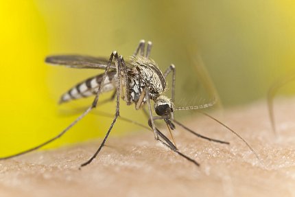 A mosquito drinks blood