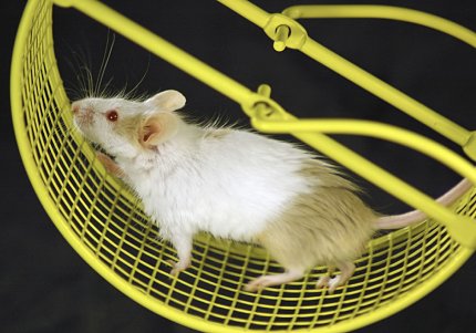 A white mouse runs on a yellow exercise wheel.