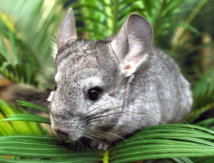 Closeup of a chinchilla among green grass, leaves