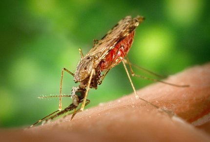 A mosquito takes a blood meal.