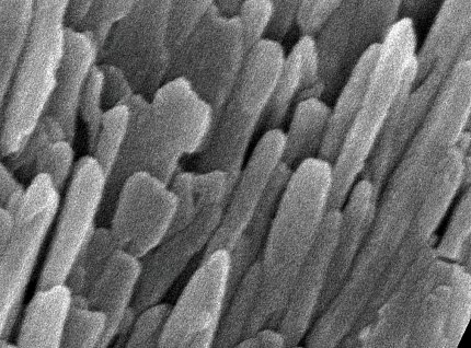 Magnified black &amp; white image of grayish rod-like stalks, viewed from above