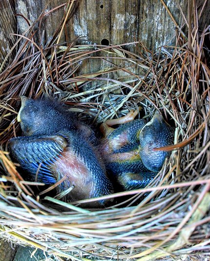 Baby bluebirds huddle together in a nest.