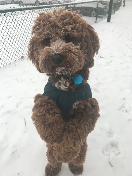 A brownish-red mini cockapoo stands on his hind legs with front paws crossed outside in the snow.