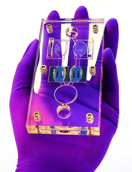 A bright purple-gloved hand holds a a clear plastic plate that has 5 mini models for different human organs.