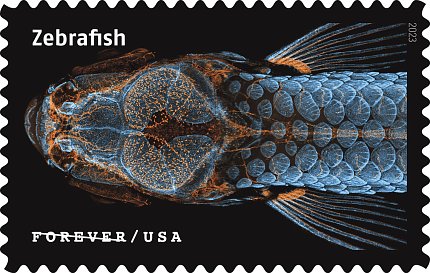 Zebrafish image with orange fluorescent tag