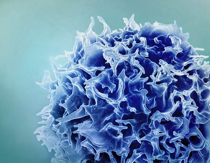Colorized scanning electron micrograph of a T lymphocyte (also known as a T cell) (blue)