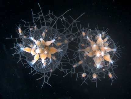 Microscope image of Hydractinia symbiolongicarpus.