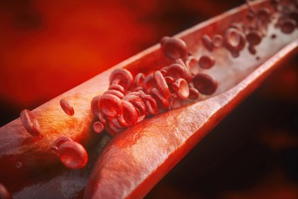 A microscopic view of the inside of a blood vessel Red blood cells are also present