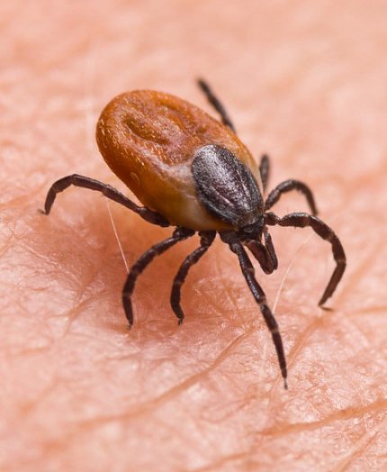 Tick on skin