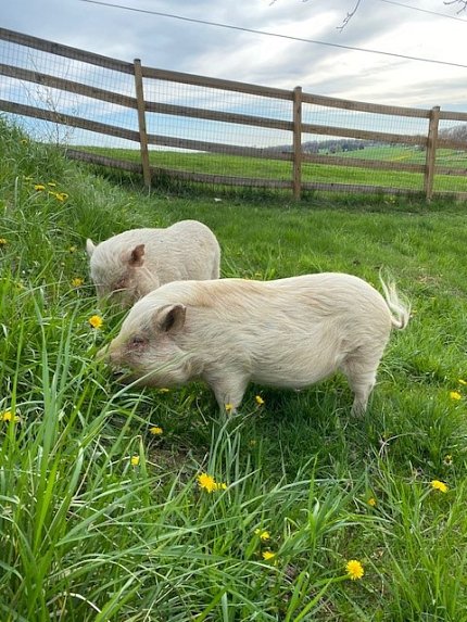 Two small white pigs graze in a grassy field.