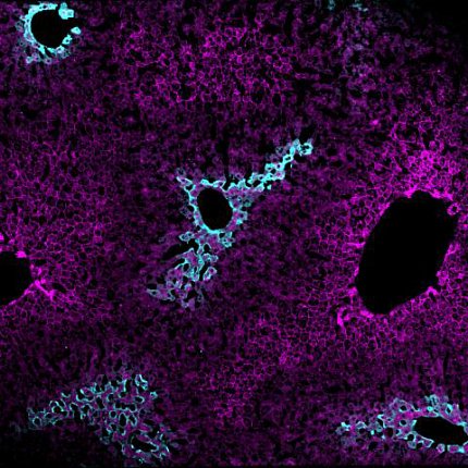 Purple and blue specks and swirls on a dark background