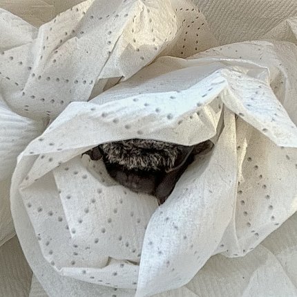 The top of the bat's head pokes out from its generous paper towel wrapping.