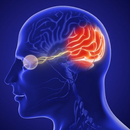 A human skull with a line that connects the eye to a part of the brain