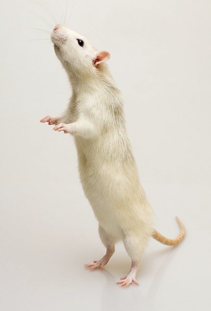 A white mouse stands on his hind legs.
