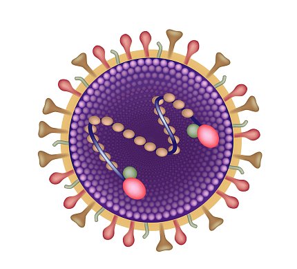 Illustration of respiratory syncytial virus