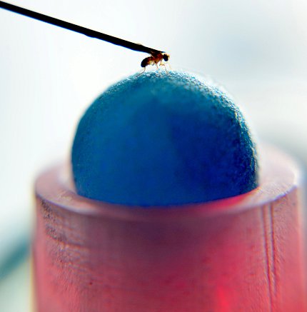 Fruit fly running on Styrofoam rollerball