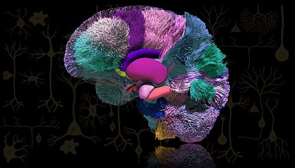 Egg-shaped object with sections of different colors and textures