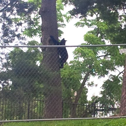 A black bear sits in a tree