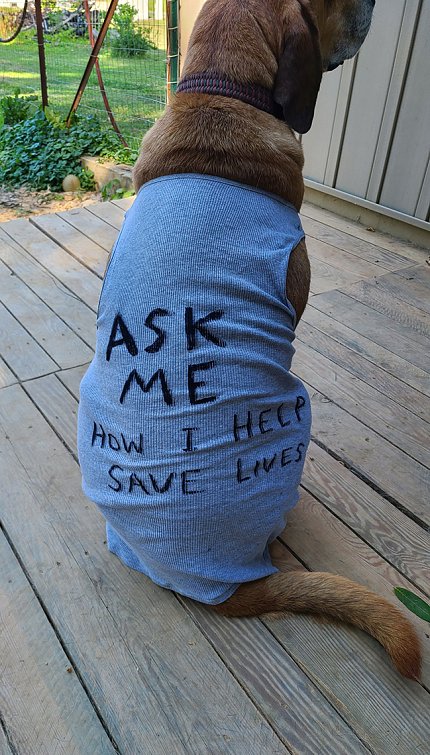 Rear view of a seated brown dog, wearing a blue vest that reads "Ask me how I help save lives."
