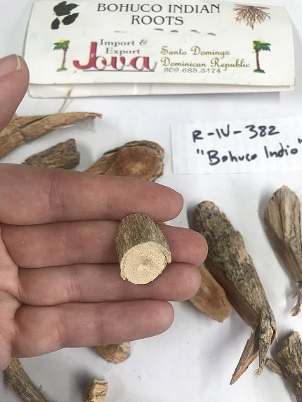 A hand holds a cut piece of woody root to the camera. Longer pieces of root sit on a white tabletop.