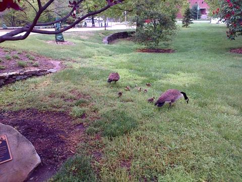 Geese graze in the grass.