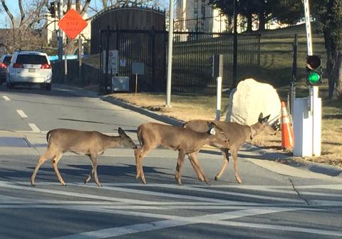 Three deer cross street on campus.