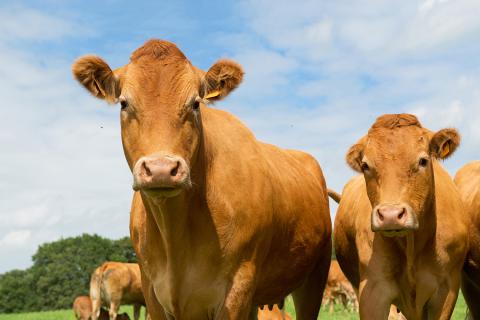 Cows in a field looking at the camera