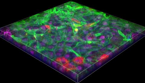 A large block filled with green, purple and pink wisps against a black background