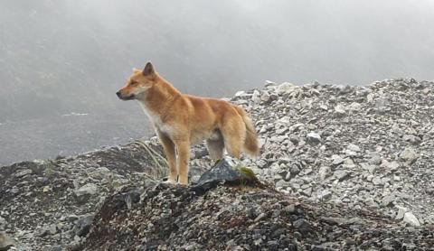 A Highland Wild Dog