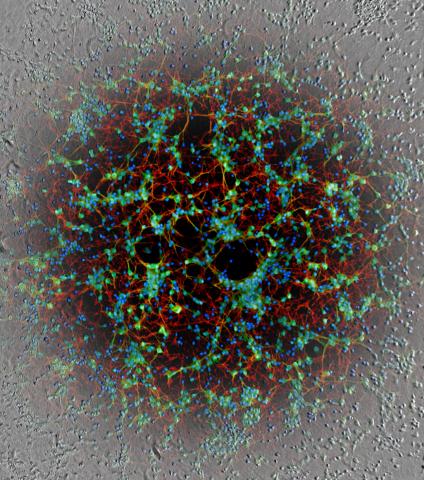 A microscopy image shows bursts of colors -red, yellow, blue green-part of a new AI technique known as in-silico labeling.
