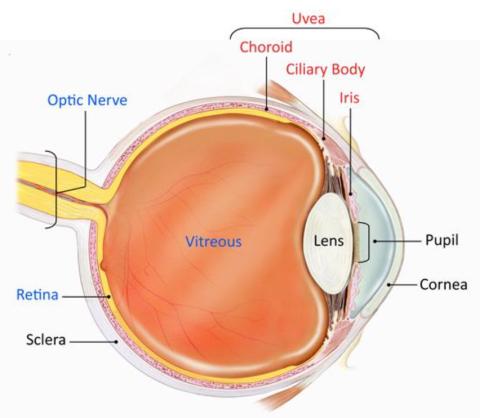 illustration showing large peach-colored orb divided into labeled sections