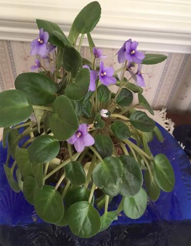 A house plant with roundish green leaves and purple flowers