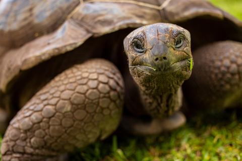 A close-up of a giant tortoise on the grass