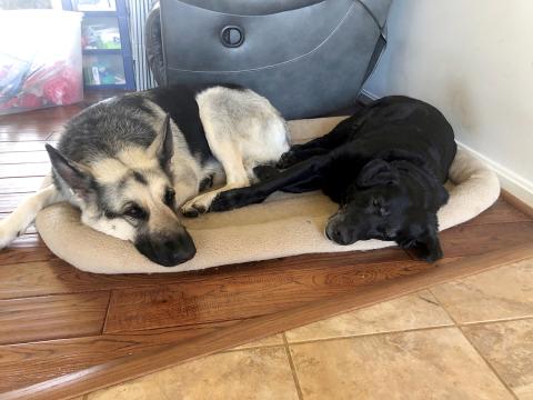 Two dogs sleep on a dog bed