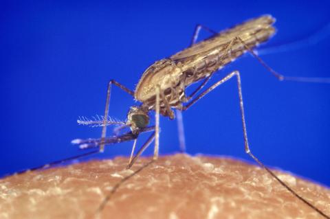 A zoomed-in photo of a brownish-blackish mosquito resting on human skin, with blue background