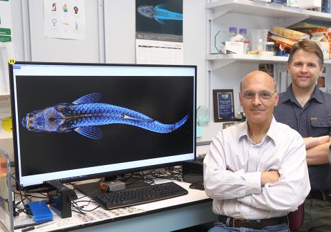 Computer screen displays the zebrafish image, with Weinstein and Castranova standing to the right of the screen.