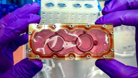 gloved hands hold small rectangular object with orange-pink gel-looking contents