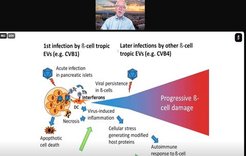 A graphic depicting the potential pathways from infection to progressive beta cell damage.