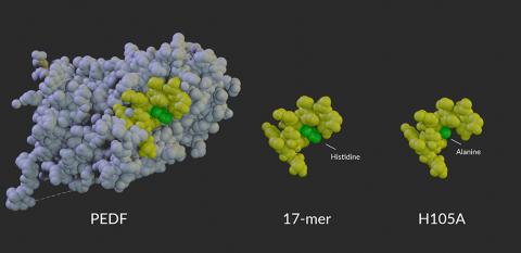 Clusters of proteins